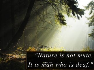 Nature quotes