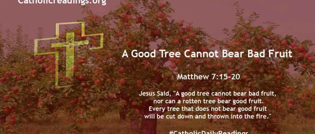 A Good Tree Cannot Bear Bad Fruit – Matthew 7:15-20 - Bible Verse of the Day