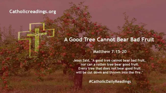 A Good Tree Cannot Bear Bad Fruit – Matthew 7:15-20 - Bible Verse of the Day