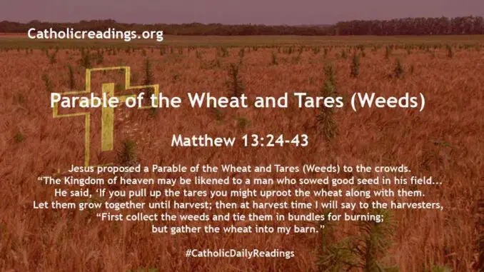 Parable of the Wheat and Tares (Weeds) - Matthew 13:24-43