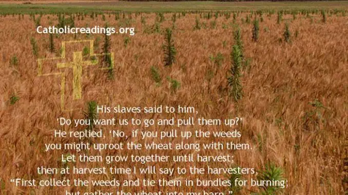 Parable of the Wheat and Tares (Weeds) - Bible Verse of the Day