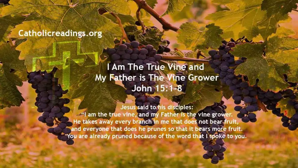 I Am The True Vine and My Father is The Vine Grower - John 15:1-8 - Bible Verse of the Day
