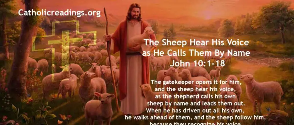 The Sheep Hear His Voice as He Calls Them By Name - John 10:1-18 - Bible Verse of the Day