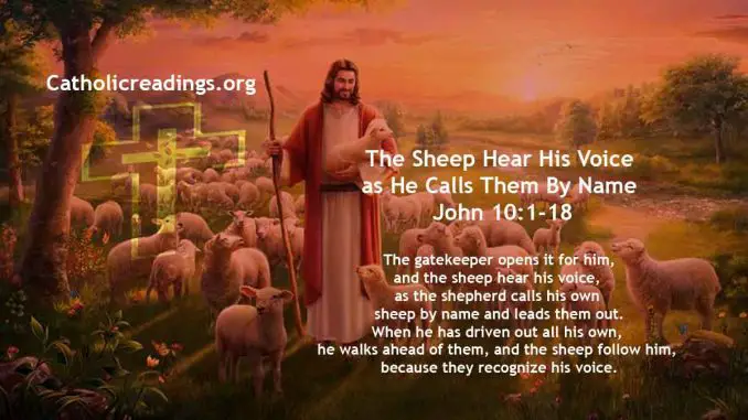 The Sheep Hear His Voice as He Calls Them By Name - John 10:1-18 - Bible Verse of the Day